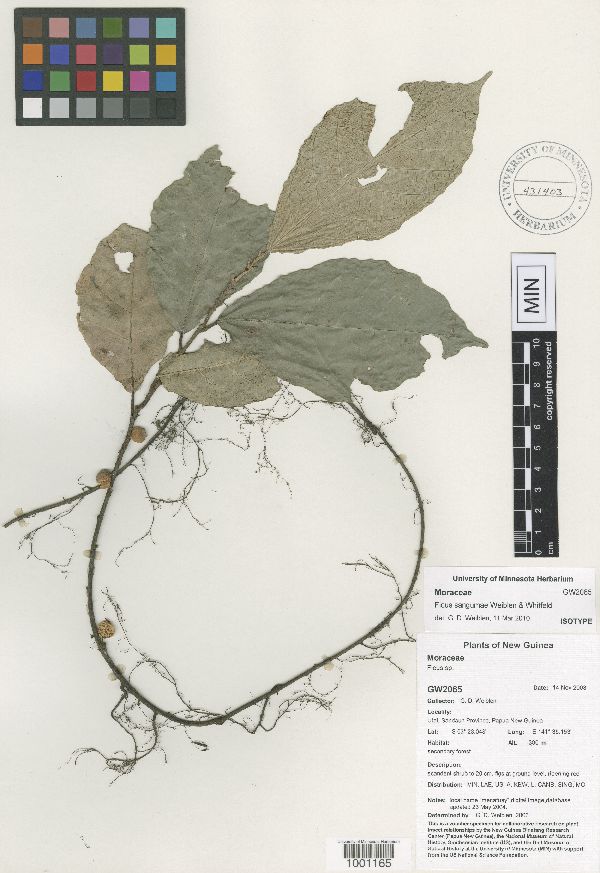 Ficus sangumae image