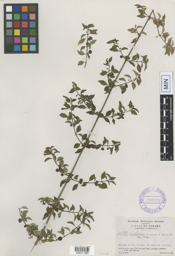 Fuchsia microphylla subsp. hemsleyana image