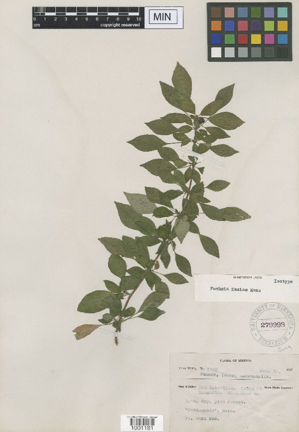 Fuchsia cylindracea image