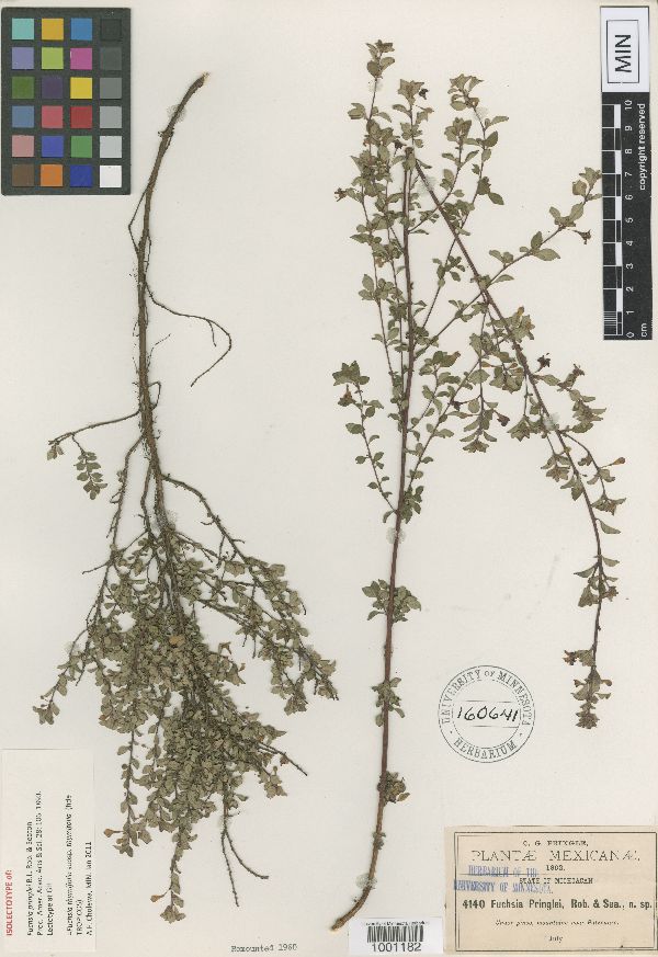 Fuchsia thymifolia subsp. thymifolia image