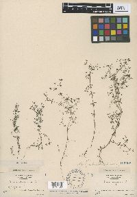 Galium trifidum image