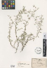 Image of Galium praetermissum