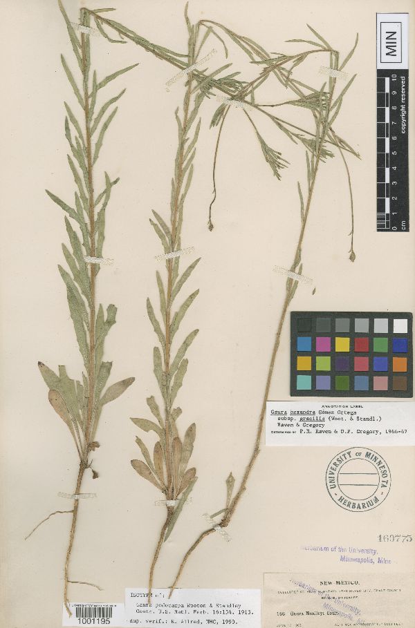 Oenothera hexandra image