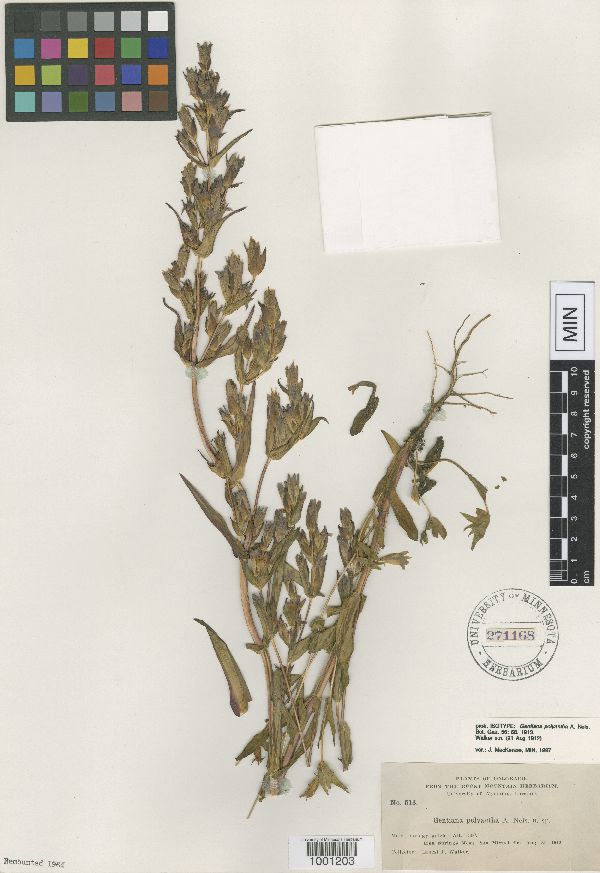 Gentianella amarella subsp. heterosepala image