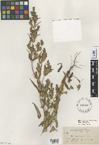 Image Associated With the Occurrence