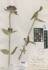 Media resource of Gentiana x grandilacustris