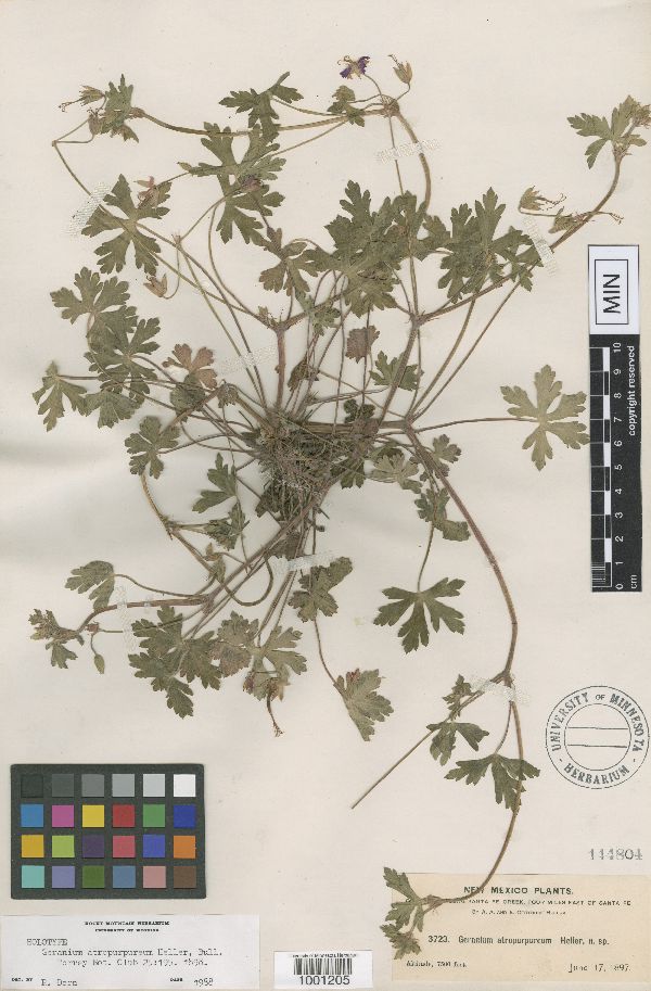 Geranium caespitosum image