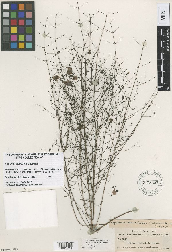 Agalinis divaricata image