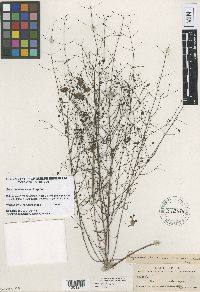 Image of Agalinis divaricata