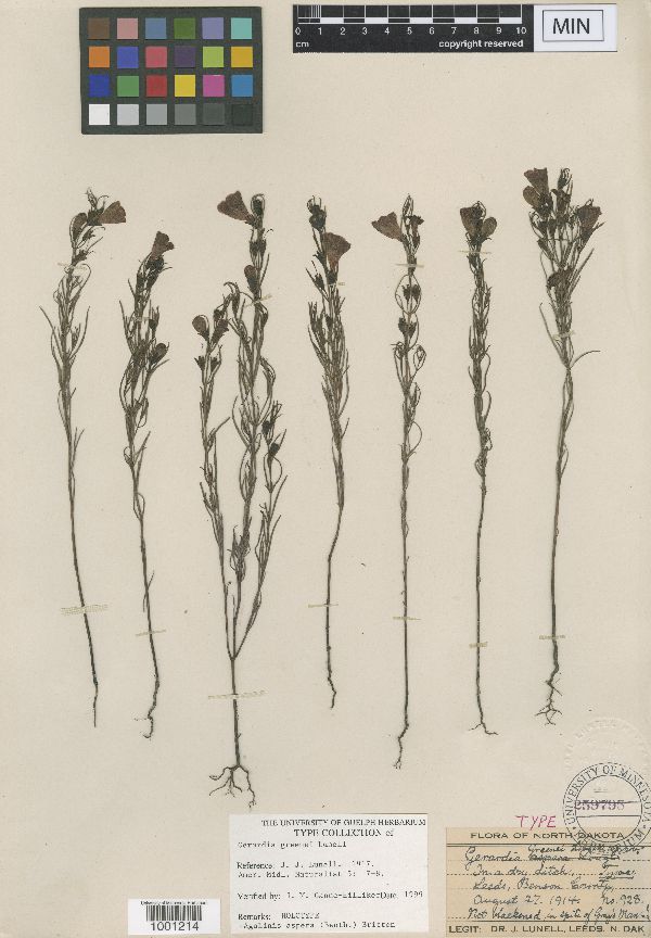 Agalinis aspera image