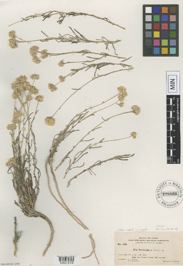 Gilia congesta var. burleyana image