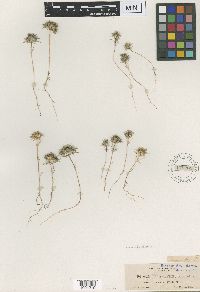 Image of Gilia klickitatensis