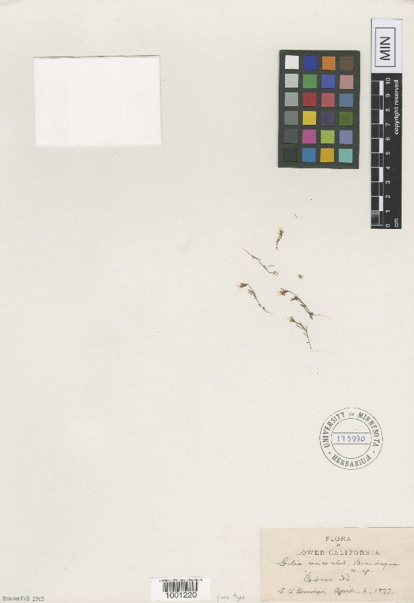 Gilia uncialis image