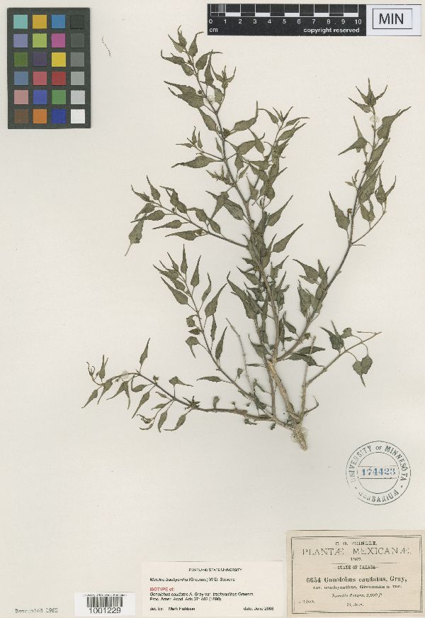 Matelea trachyantha image