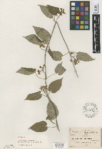 Gonolobus chrysanthus image