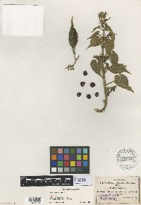 Image of Matelea johnstonii