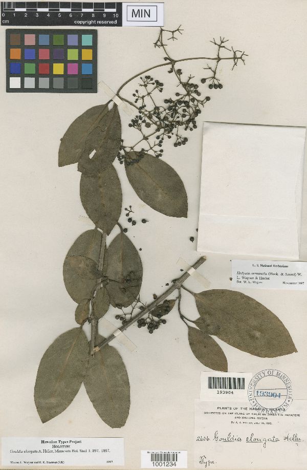 Hedyotis terminalis image