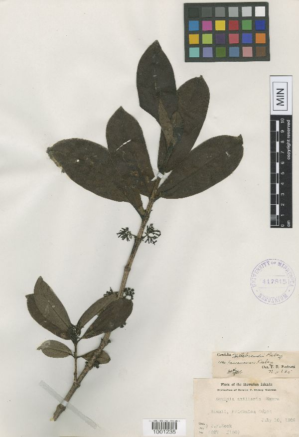 Gouldia hillebrandii var. hawaiiensis image