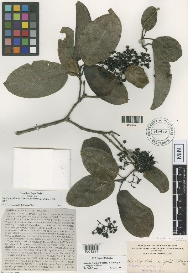 Gouldia sambucina image