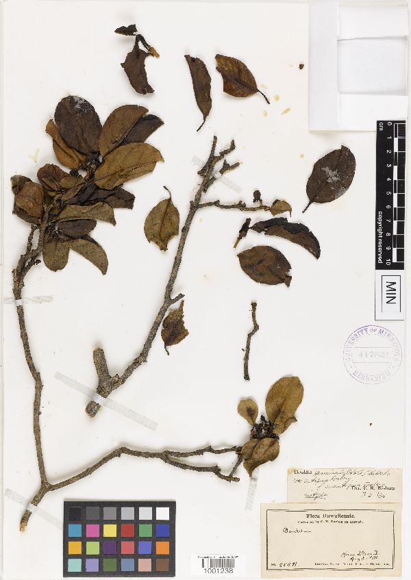 Gouldia terminalis image