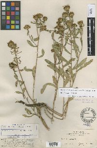 Grindelia hirsutula image