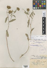 Grindelia hirsutula image