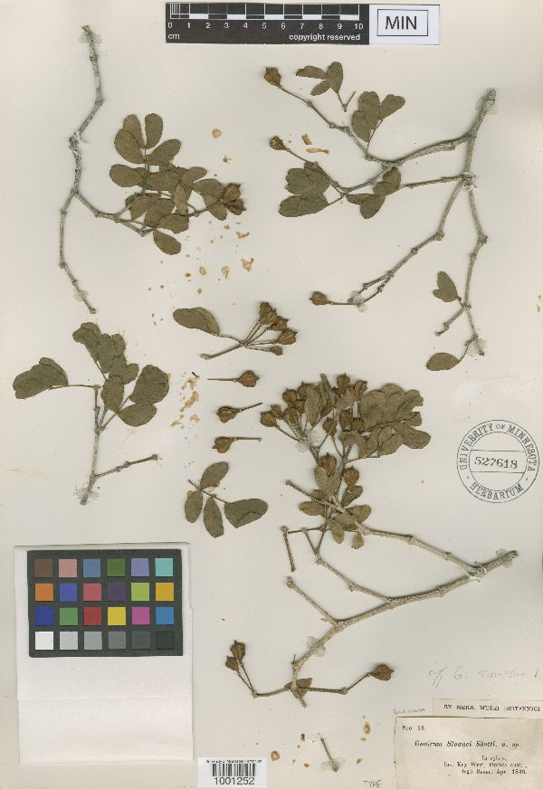 Guaiacum sloanei image