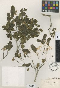 Guaiacum sloanei image