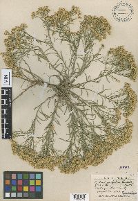 Gutierrezia sarothrae image