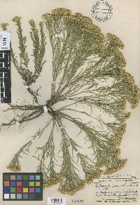 Gutierrezia sarothrae image