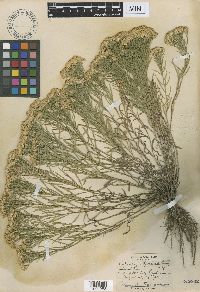 Gutierrezia sarothrae image