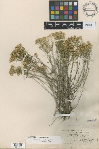 Gutierrezia sarothrae image