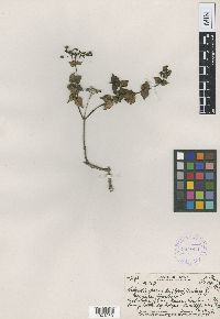 Image Associated With the Occurrence