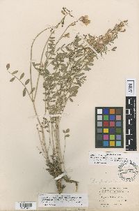 Image Associated With the Occurrence