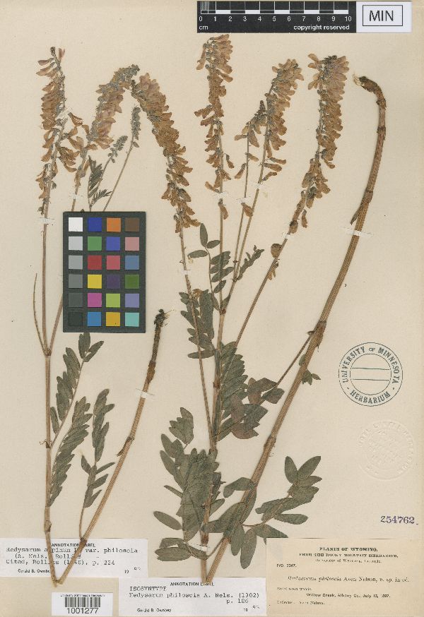 Hedysarum alpinum var. philoscia image