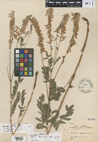 Thumbnail image of current specimen