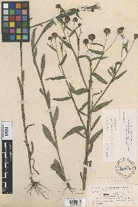 Helenium flexuosum image