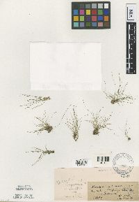 Image of Eleocharis nigrescens