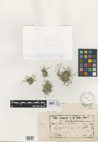 Image of Eleocharis minuta