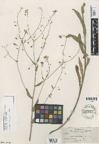 Media resource of Hackelia nelsonii