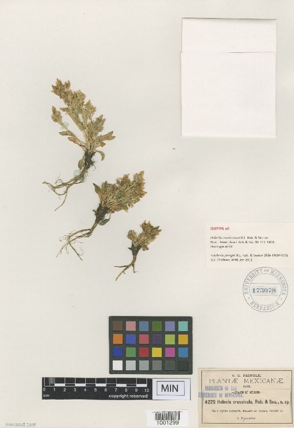 Halenia pringlei image