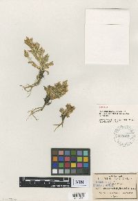 Media resource of Halenia pringlei