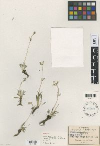 Halenia pringlei image