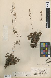Image of Heuchera hirsutissima