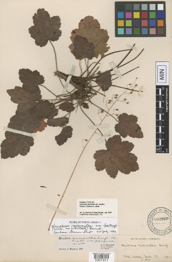 Heuchera micrantha var. hartwegii image