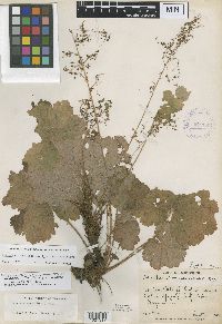 Thumbnail image of current specimen