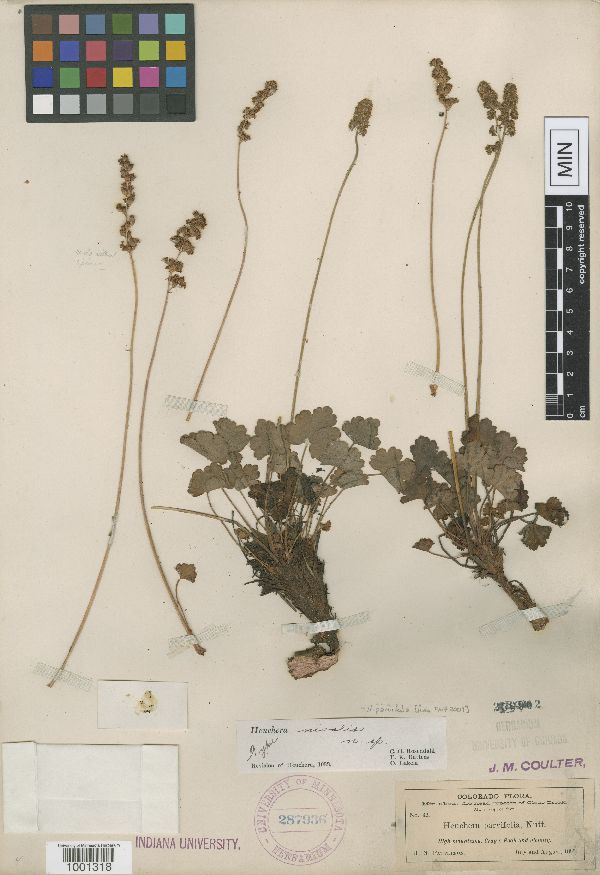 Heuchera parvifolia image