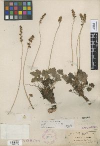 Image of Heuchera parvifolia