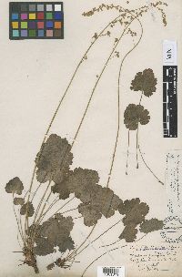 Heuchera parvifolia image