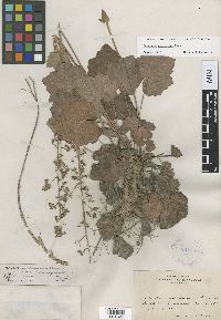 Image of Heuchera pubescens